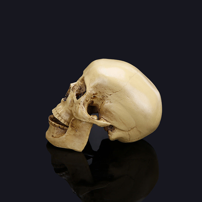 Halloween skull model